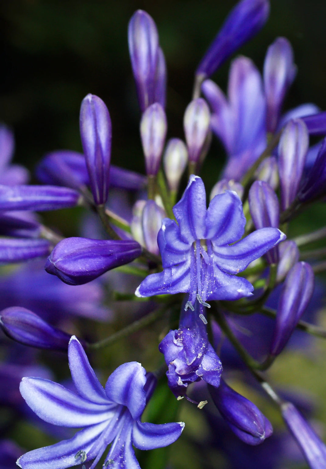 products/AgacampNavyBlue.webp